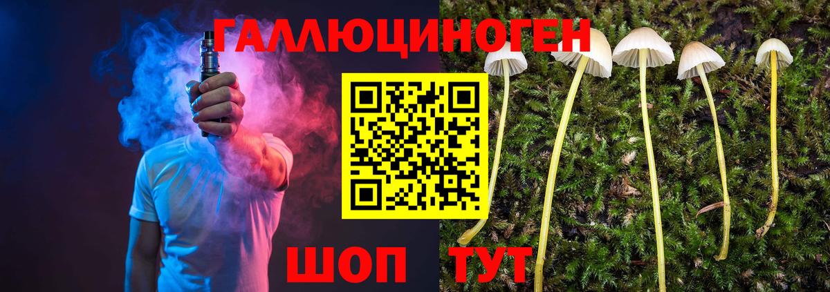 Псилоцибиновые грибы Psilocybine cubensis Новошахтинск